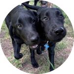 Picture of Susan Dawson's black lab puppies, Bently and Jasmine.