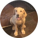 Picture of Chris Robinson's favorite dog, Buddy.